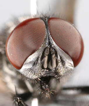 Image of Face Fly