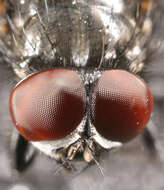 Image of Face Fly