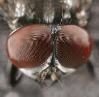 Image of Face Fly