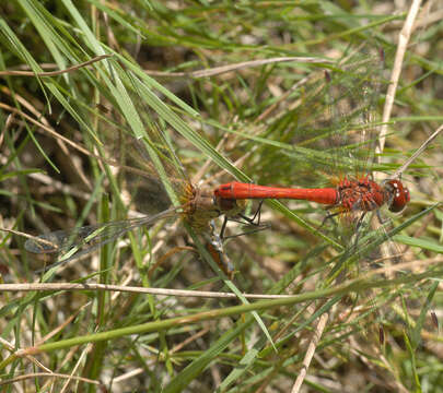 Image of Ruddy Darter