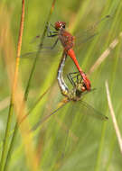 Image of Ruddy Darter