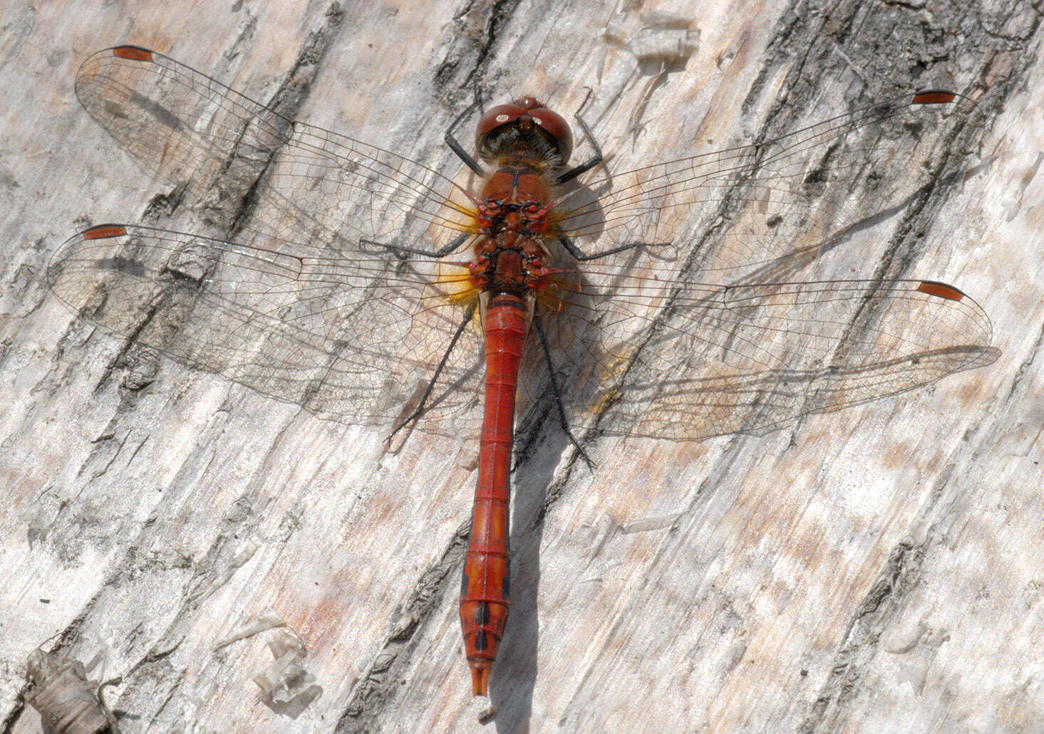 Image of Ruddy Darter