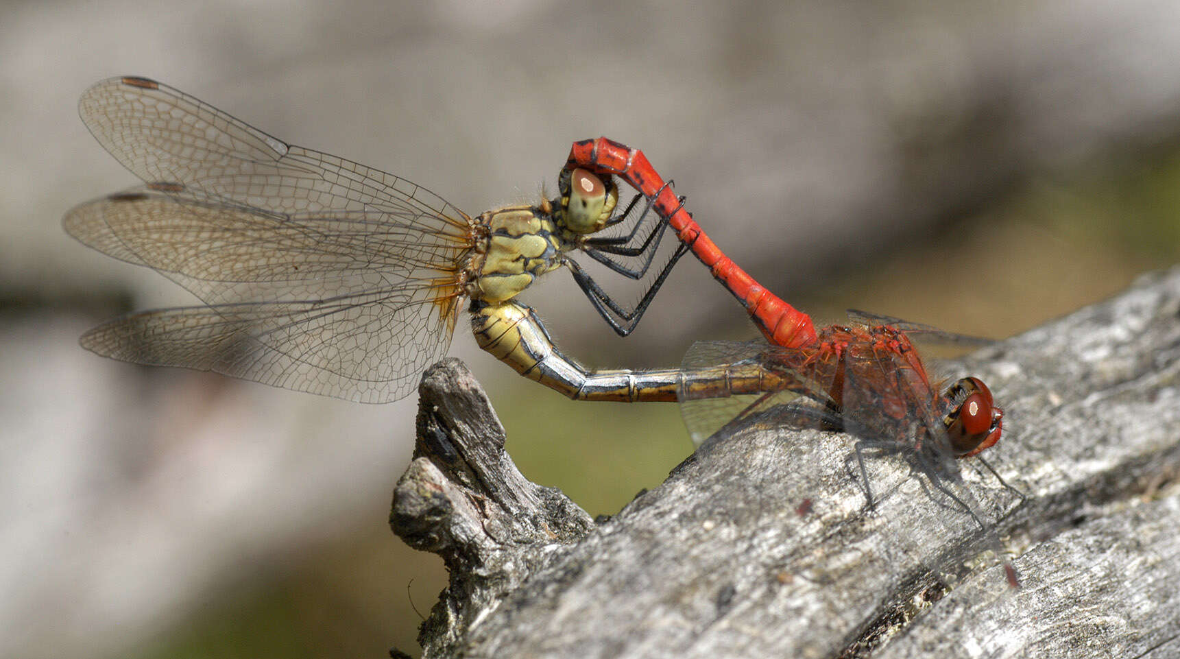 Image of Ruddy Darter