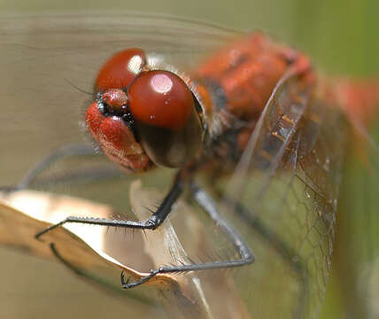 Image of Ruddy Darter