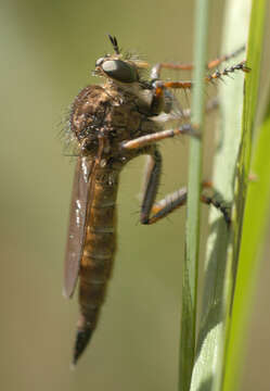 Image of <i>Machimus cingulatus</i>