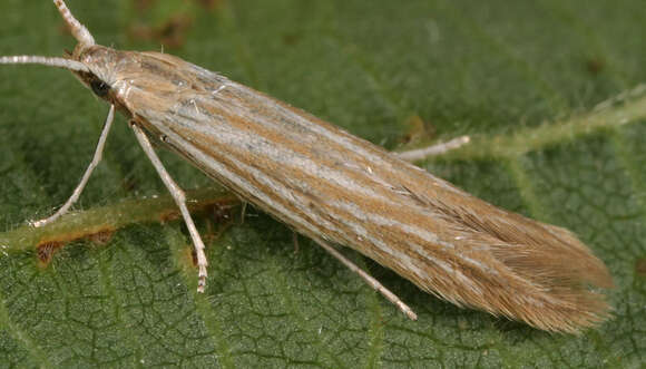 Image of Coleophora trochilella Duponchel 1842