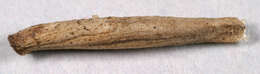 Image of Coleophora trochilella Duponchel 1842