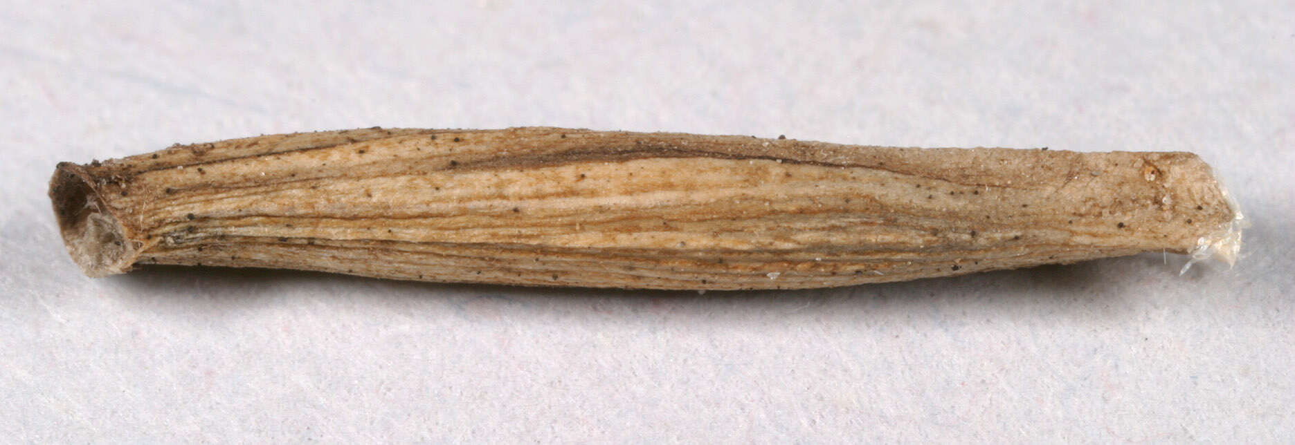 Image of Coleophora trochilella Duponchel 1842