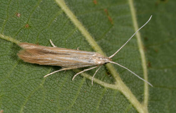 Image of Coleophora trochilella Duponchel 1842