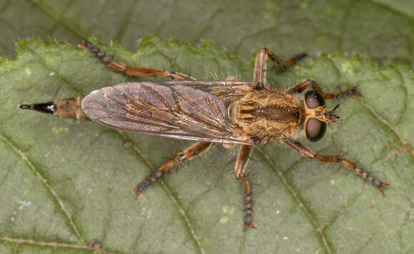 Image of <i>Machimus cingulatus</i>