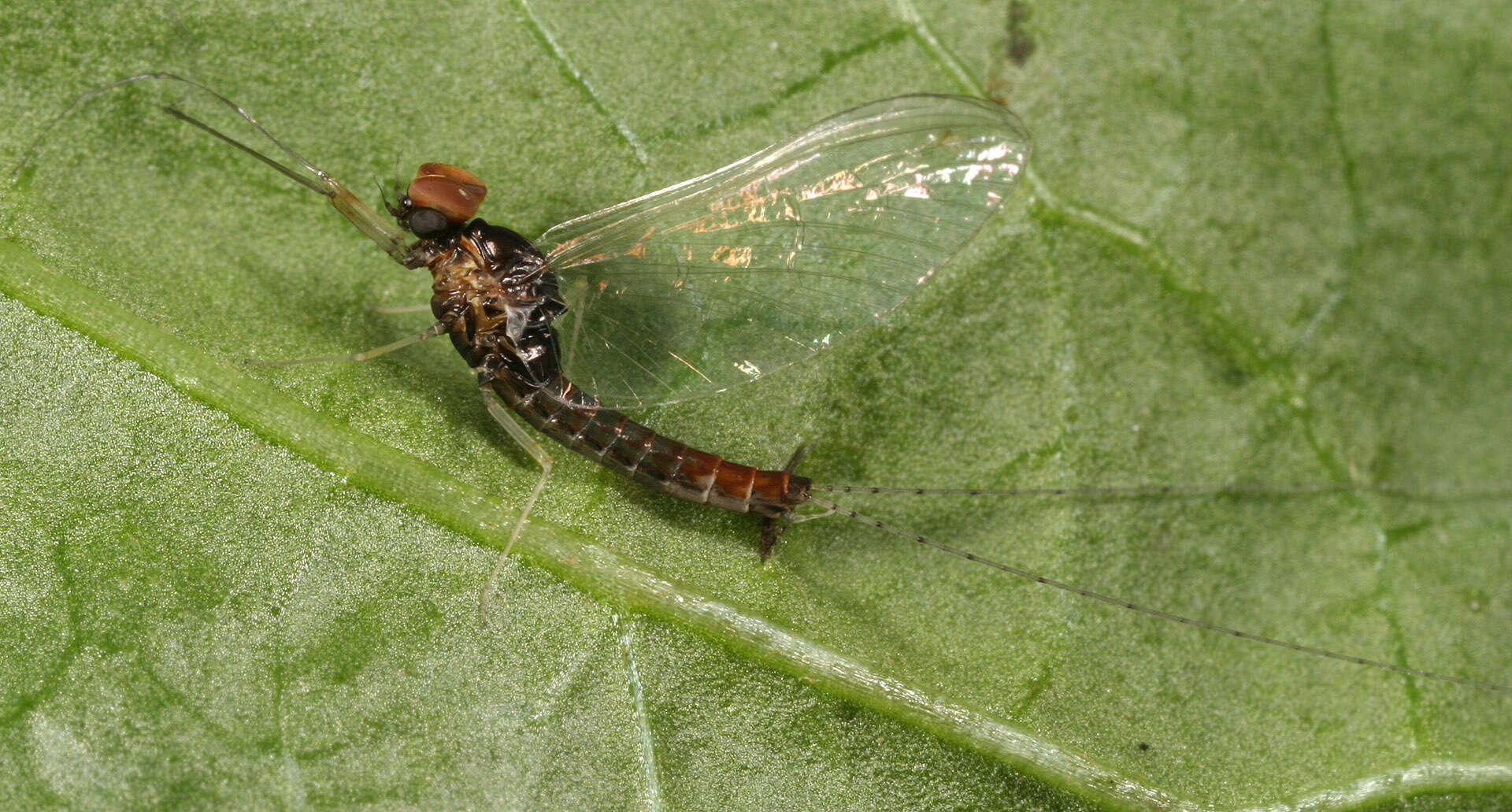 Image of Cloeon dipterum (Linnaeus 1761)