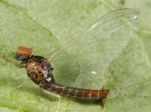 Image of Cloeon dipterum (Linnaeus 1761)