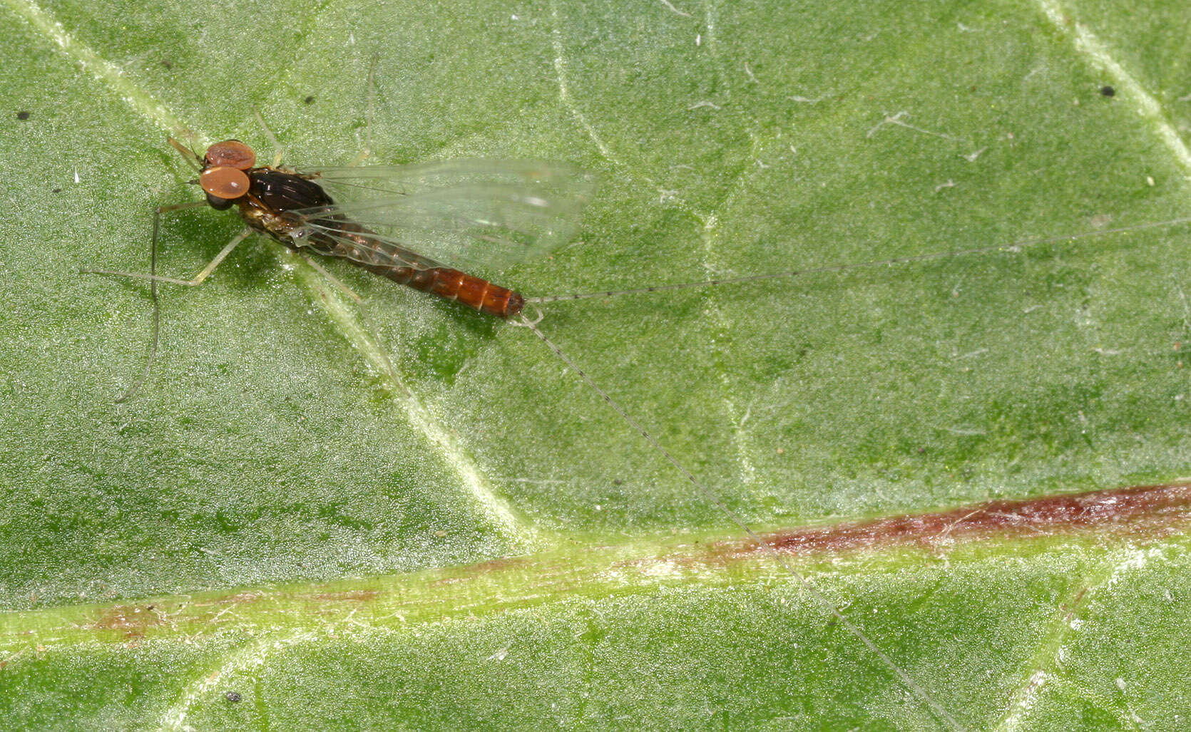 Image of Cloeon dipterum (Linnaeus 1761)