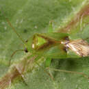Image of Miridae