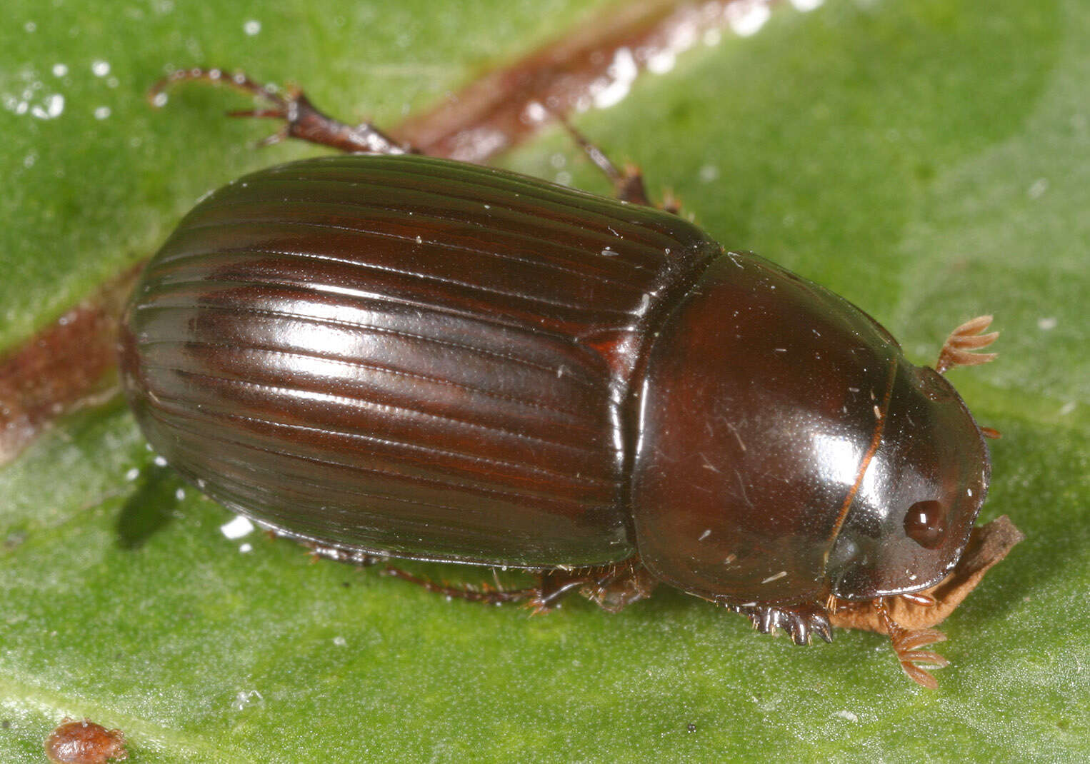 Image of Aphodius