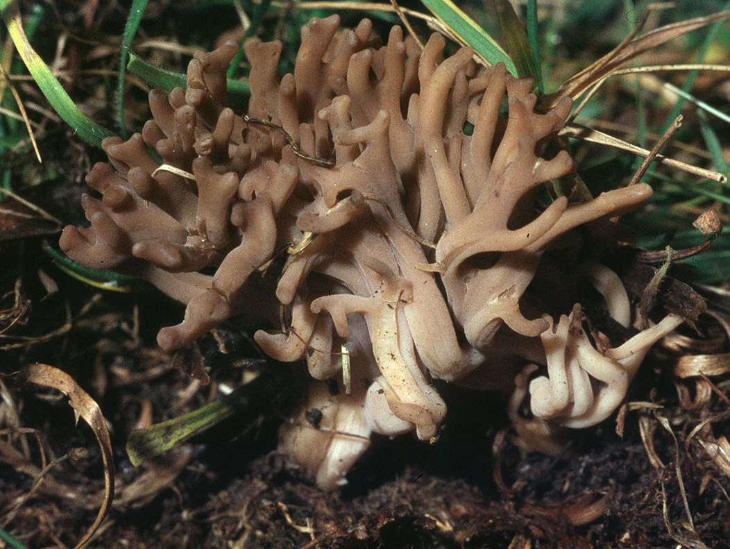 Imagem de Clavulinopsis umbrinella (Sacc.) Corner 1950