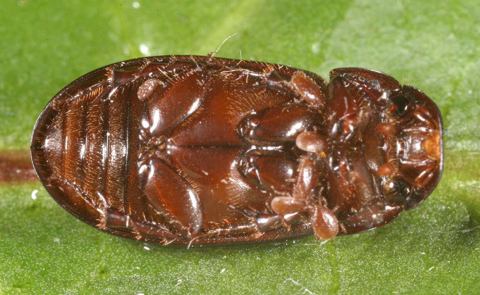 Image of Aphodius