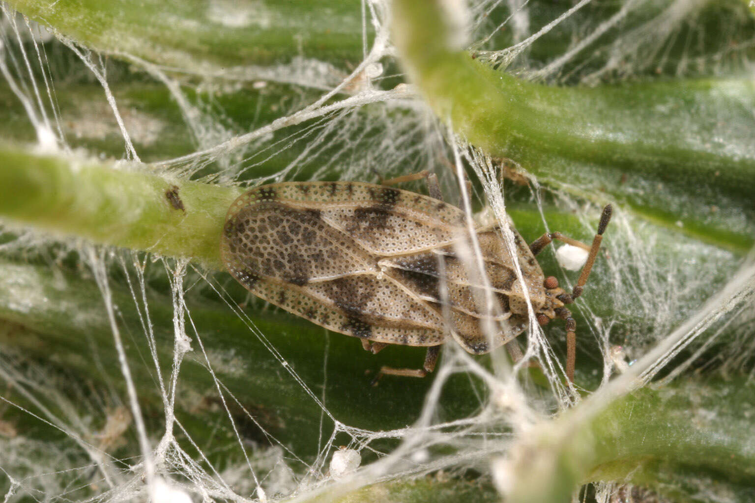 Image of spear thistle lacebug