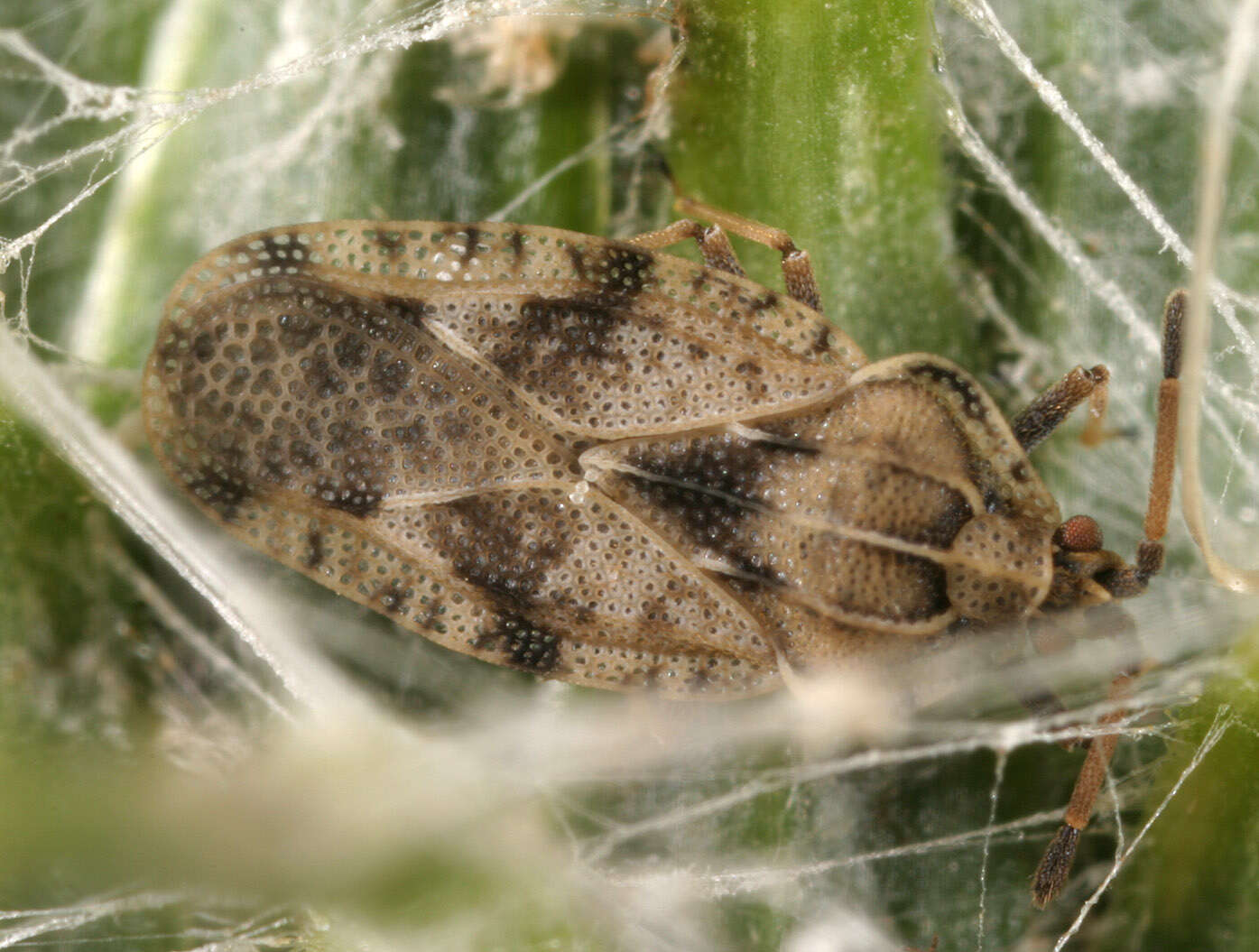 Image of spear thistle lacebug