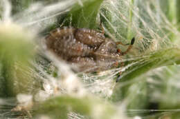 Image of spear thistle lacebug