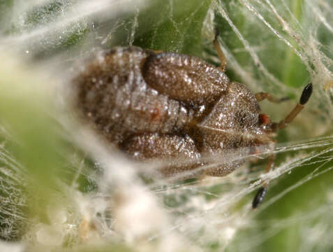 Image of spear thistle lacebug