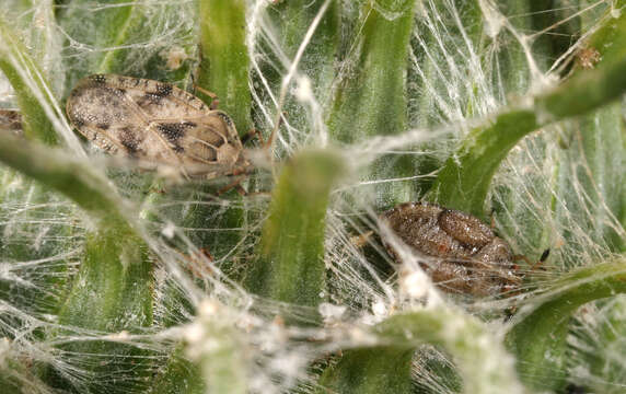 Image of spear thistle lacebug