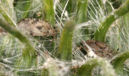 Image of spear thistle lacebug