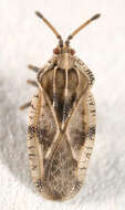 Image of spear thistle lacebug
