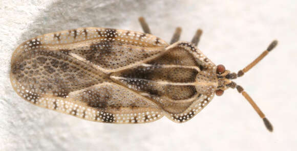 Image of spear thistle lacebug