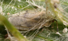 Image of spear thistle lacebug