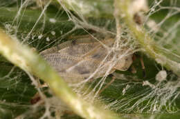 Image of spear thistle lacebug