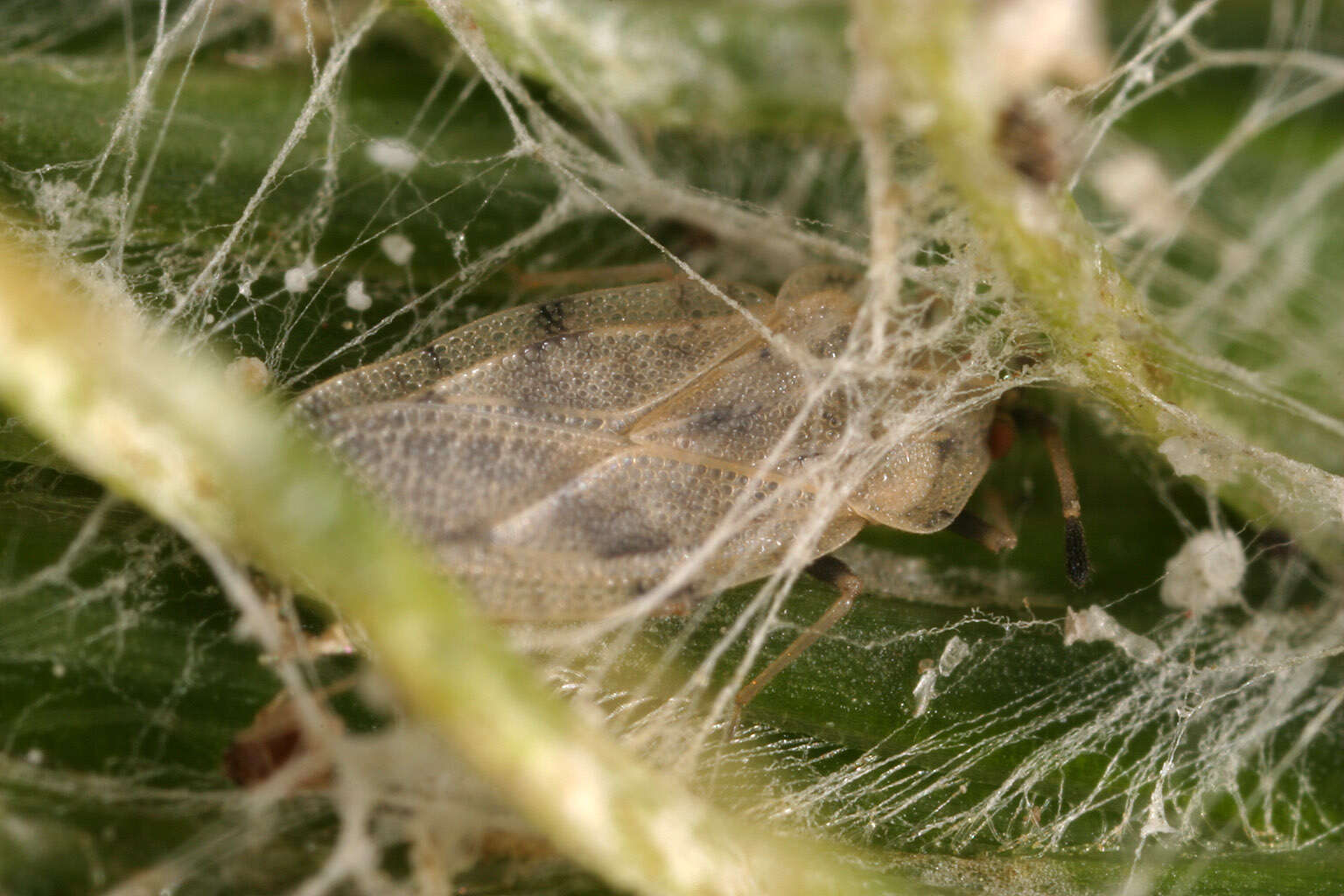 Image of spear thistle lacebug