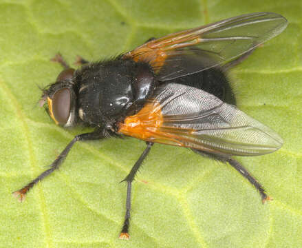 Image of Mesembrina meridiana (Linnaeus 1758)