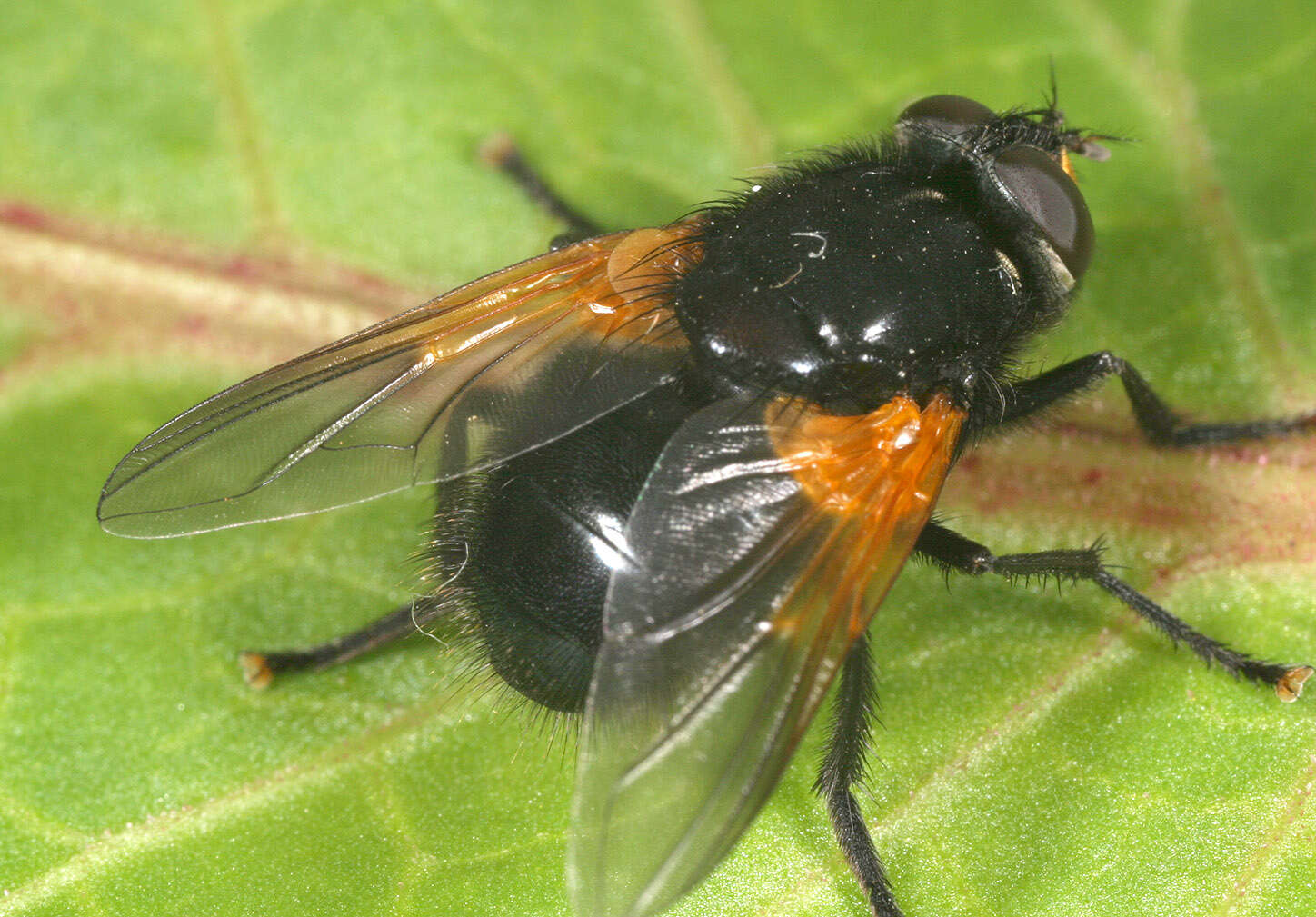 Image of Mesembrina meridiana (Linnaeus 1758)