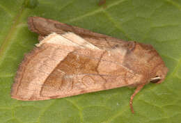 Image of rosy rustic