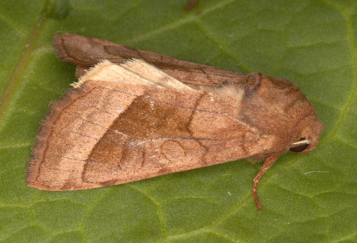 Image of rosy rustic