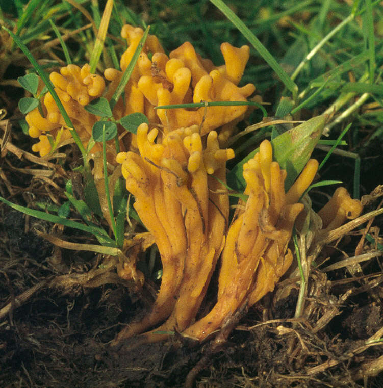 Image of Clavulinopsis corniculata (Schaeff.) Corner 1950