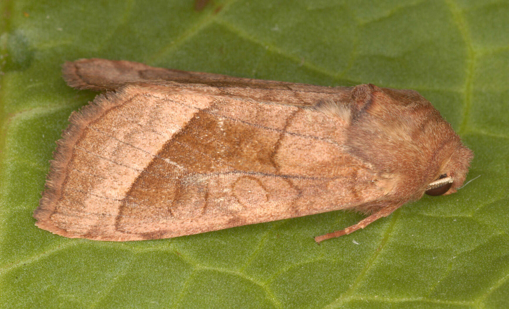 Image of rosy rustic