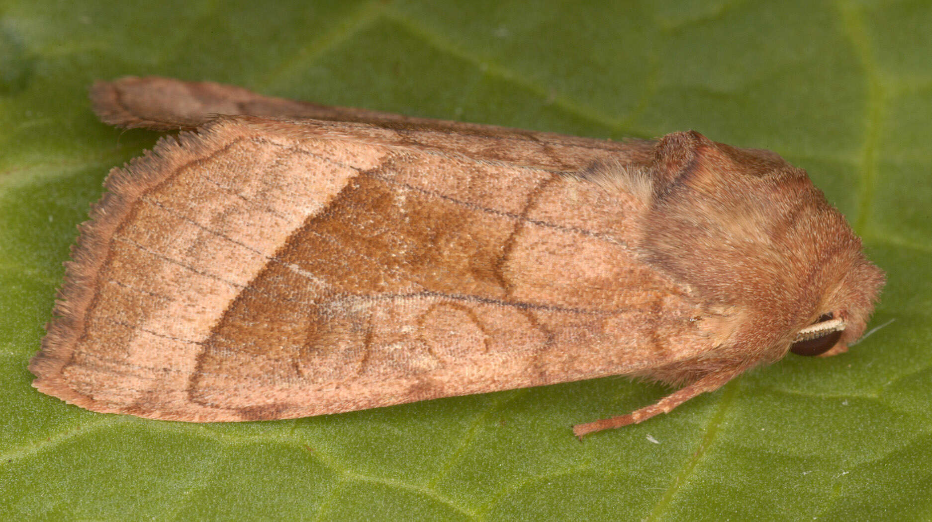 Image of rosy rustic