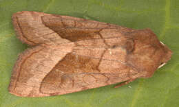 Image of rosy rustic