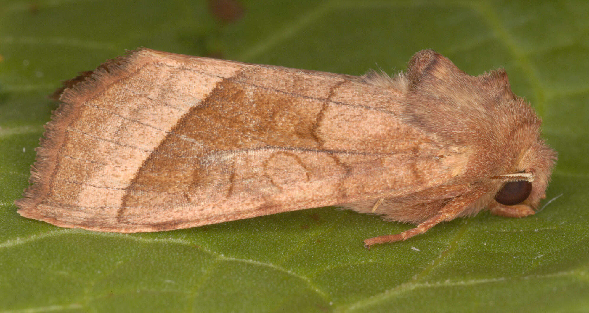 Image of rosy rustic