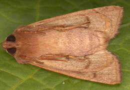 Image of rosy rustic