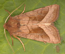 Image of rosy rustic