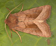 Image of rosy rustic