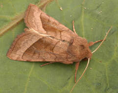 Image of rosy rustic