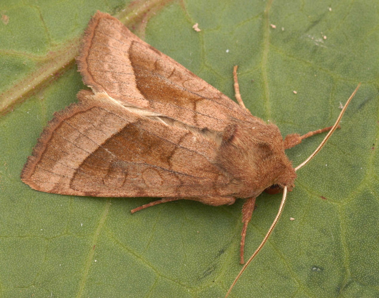 Image of rosy rustic