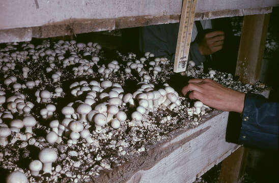 Image of commercial mushroom