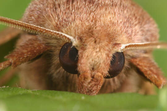 Image of rosy rustic