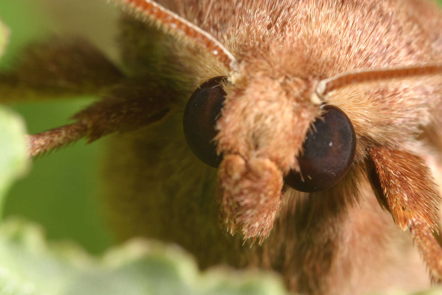 Image of rosy rustic