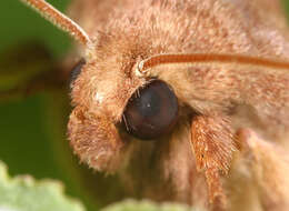 Image of rosy rustic